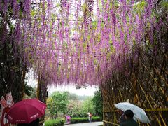 -天适樱花悠乐园