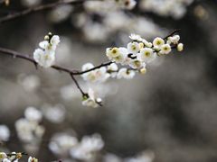 -秀丽东方