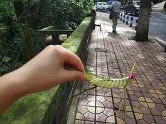 -南山植物园