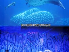-珠海长隆海洋王国