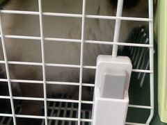 -伟伟宠物医院·瑞派猫友好医院·猫科(光谷店)