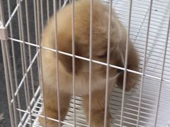 -唐小姐の猫狗洗护·购宠旗舰店(周浦万达店)