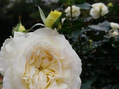 -人民公园(罗湖区)