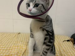 -创凡宠物医院·骨专科  猫科中心(西乡分院)