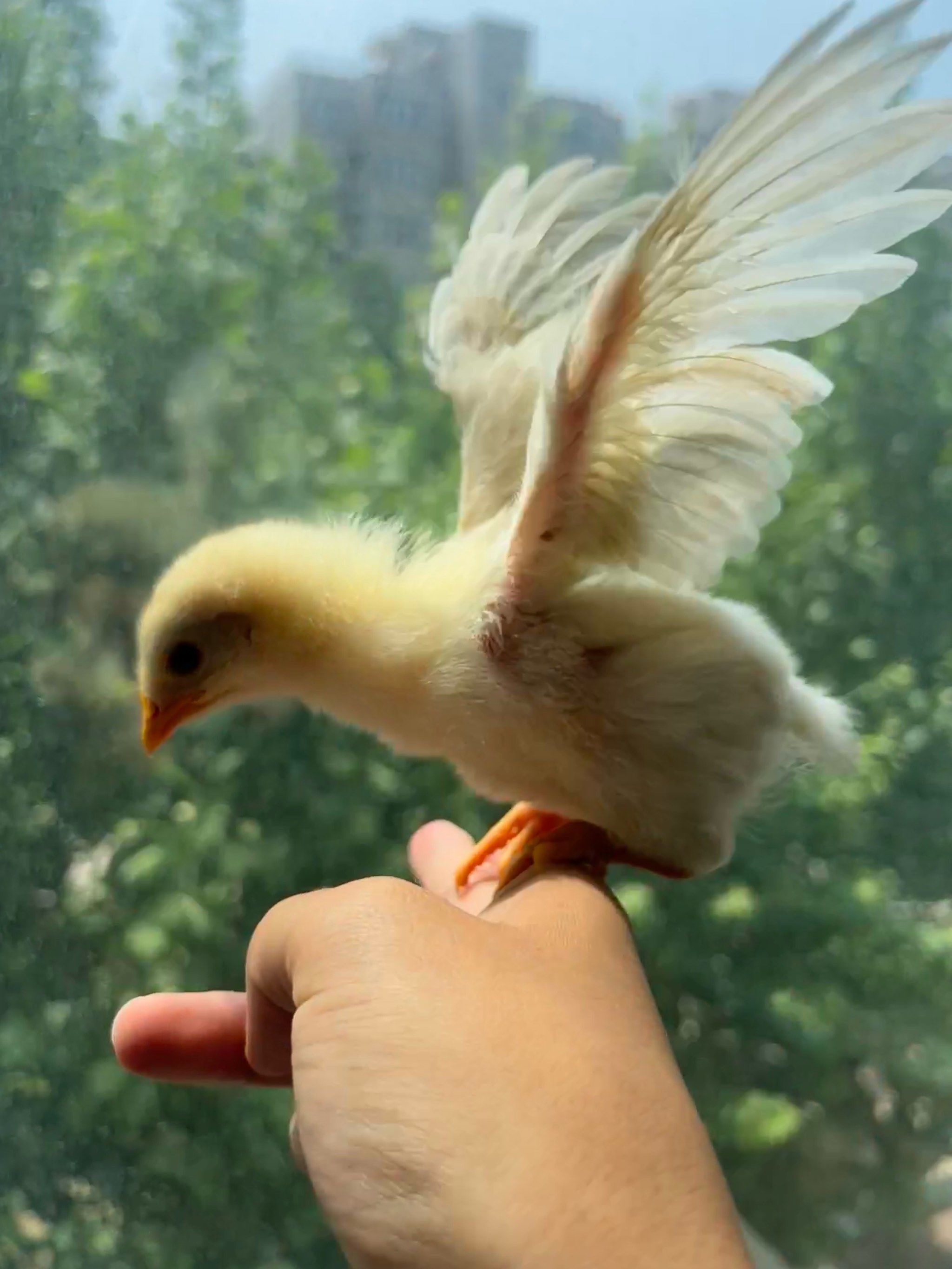 买鸡蛋送的小鸡长大了