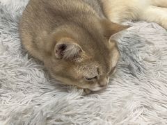 -爱洗澡的猫(天河路店)