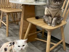-楼上猫咖(罗湖店)