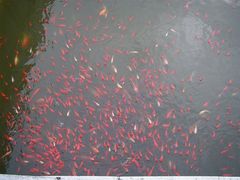 -龙口南山旅游景区