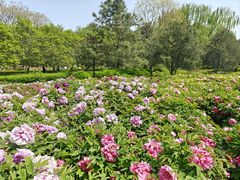 -洛阳市隋唐城遗址植物园
