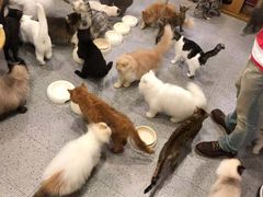 -more than meow吴止猫主题餐厅(承德 中船汇店)