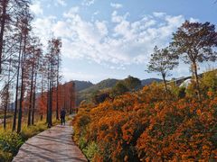 -广州市石门国家森林公园