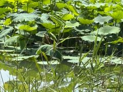 -白鹭湾湿地公园