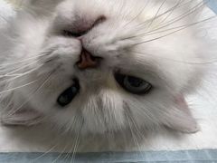 -乐琪宠物医院·犬猫专科·骨外科·急重症