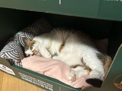 -纳吉亚猫专科动物诊疗中心(蒋宅口分院)