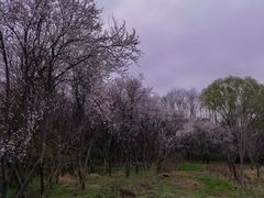-昆山城市生态森林公园