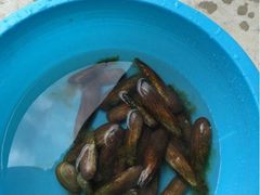 河边捞的贝壳-云丽燕农家乐