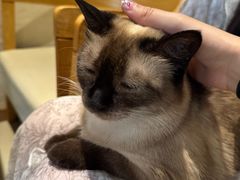 -藏猫猫咖啡主题馆(中央大道店)