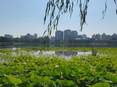 -莲花池公园