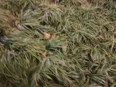 -上海浦东嘉里大酒店