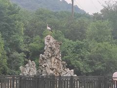 -合肥野生动物园