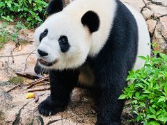 -广州长隆野生动物世界