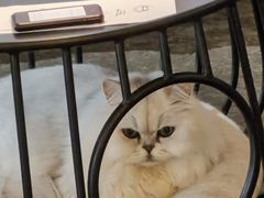 -喵屿·大理花园猫咖