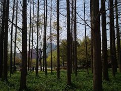 -新虹桥中心花园