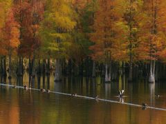 -白鹭湾湿地公园