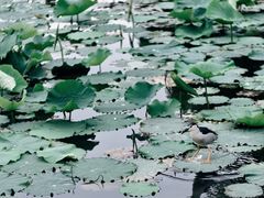 -普陀山风景名胜区-法雨禅寺