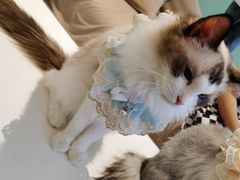 -怪兽屋·羊驼·猫咖·狗咖(俊华广场店)