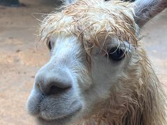 -杭州野生动物世界