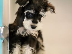 -萌宠之家·腊肠犬·马尔泰·小体犬舍