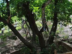 -大青沟风景区