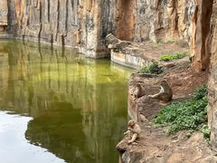 -海南热带野生动植物园
