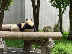 -卧龙中华大熊猫苑神树坪基地