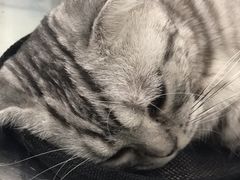 -伟伟宠物医院·CT影像中心·瑞派犬猫综合性门诊(汉口总院)