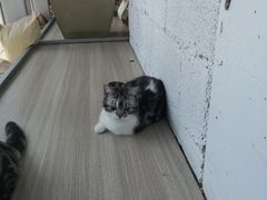 -藏猫猫咖啡主题馆(中央大道店)