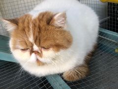 -喵屿·大理花园猫咖