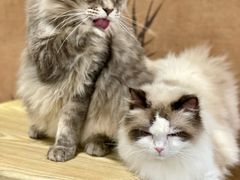 -楼上猫咖(罗湖店)