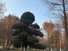 -九科绿洲