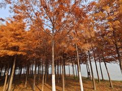 -合肥滨湖国家森林公园