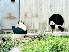 -卧龙中华大熊猫苑神树坪基地