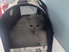 -纳吉亚猫专科动物诊疗中心(蒋宅口分院)
