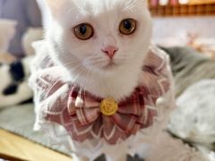 -猫咖时代(中山亭店)