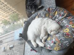 -猫爪屋猫咖(乐汇城店)
