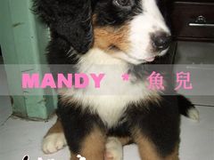 -宠物星动物医院·眼科·异宠·猫科(江南大道总院)