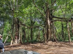 -中国科学院西双版纳热带植物园