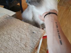 -Cappucimeow猫咪咖啡馆(韦伯时代店)