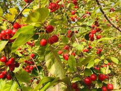 -大兴滨河森林公园