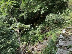 -天目山大树王景区